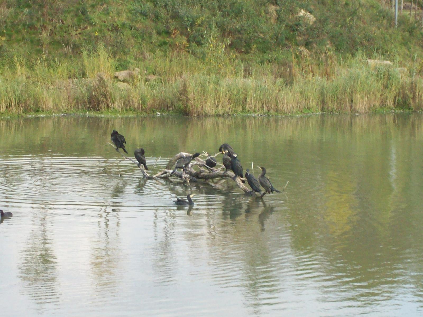 Zoom 18.10.2008-176.jpg